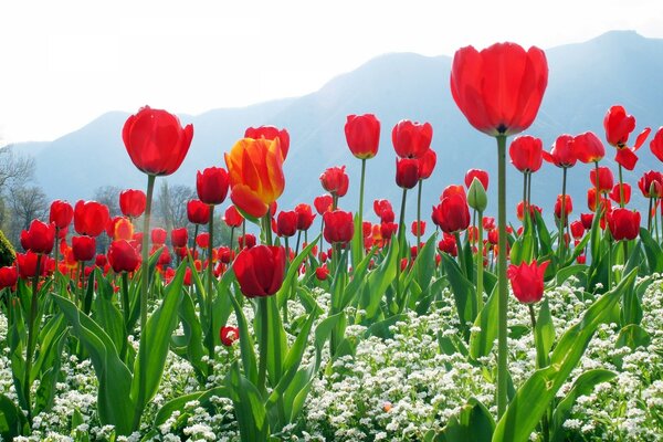 Tudpan ist die schönste Frühlingsblume