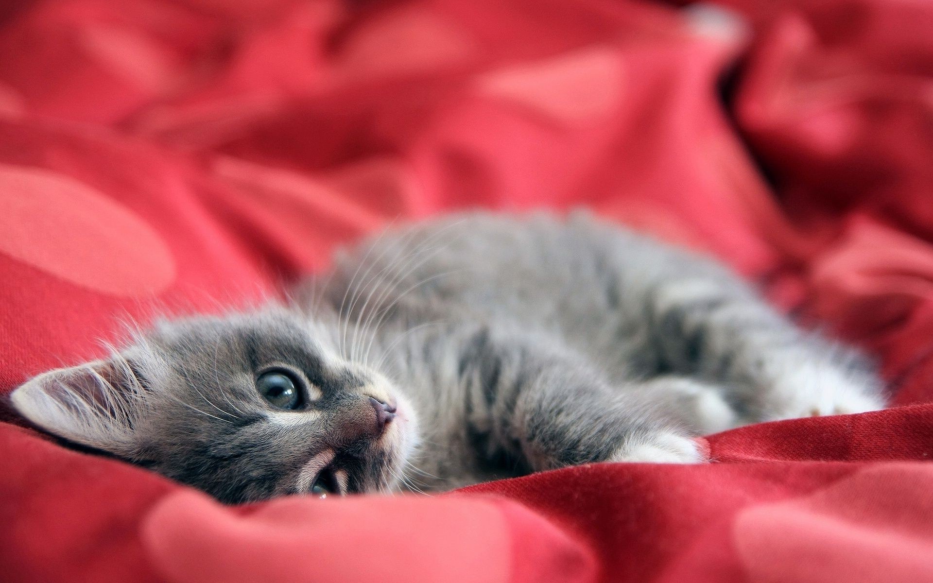 katze katze schlafen niedlich kätzchen tier haustier fell inländische wenig säugetier porträt kind auge jung schnurrbart liebenswert flaumig bett familie