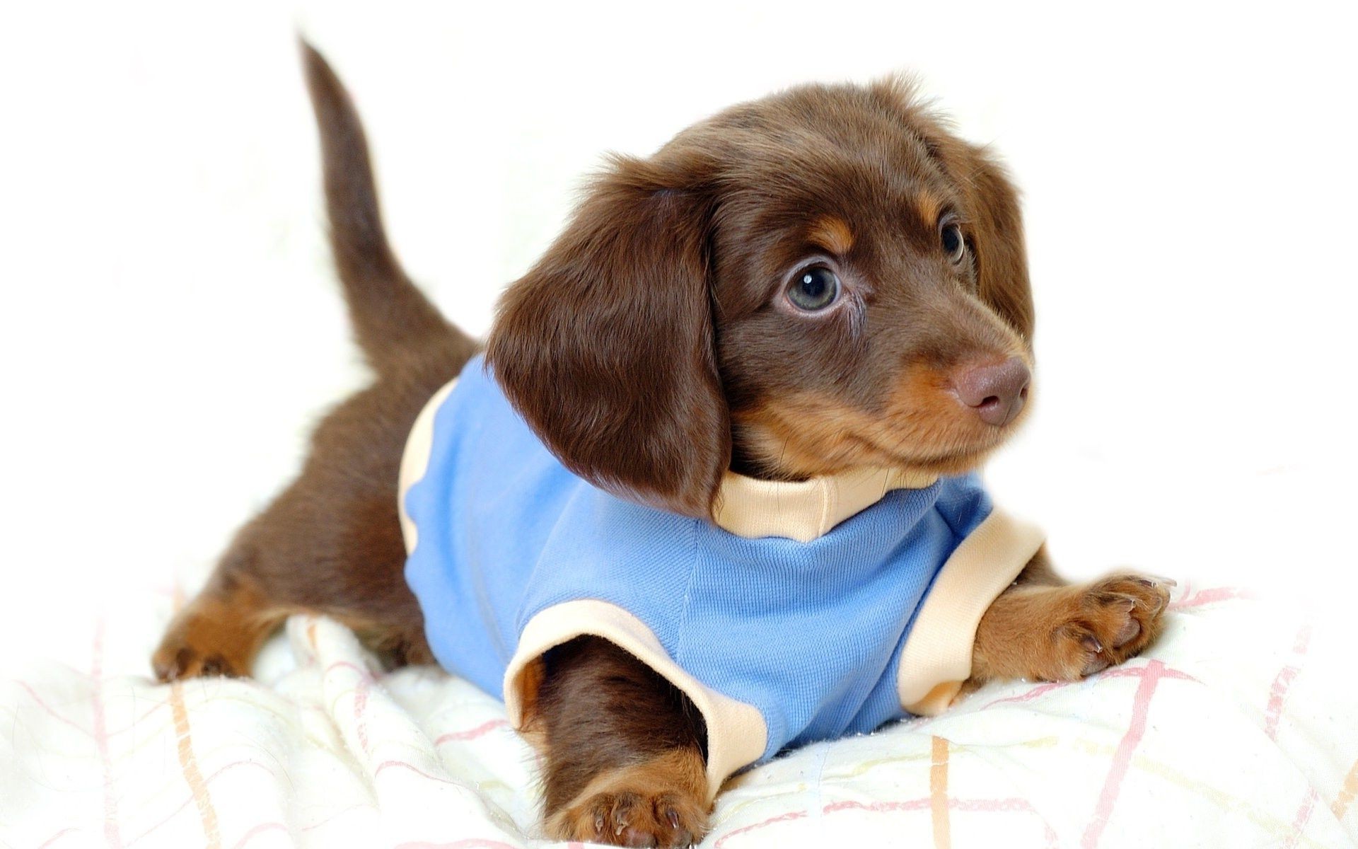 cane cane animale domestico carino mammifero canino cucciolo piccolo animale anteprima divertente domestico adorabile sedersi ritratto