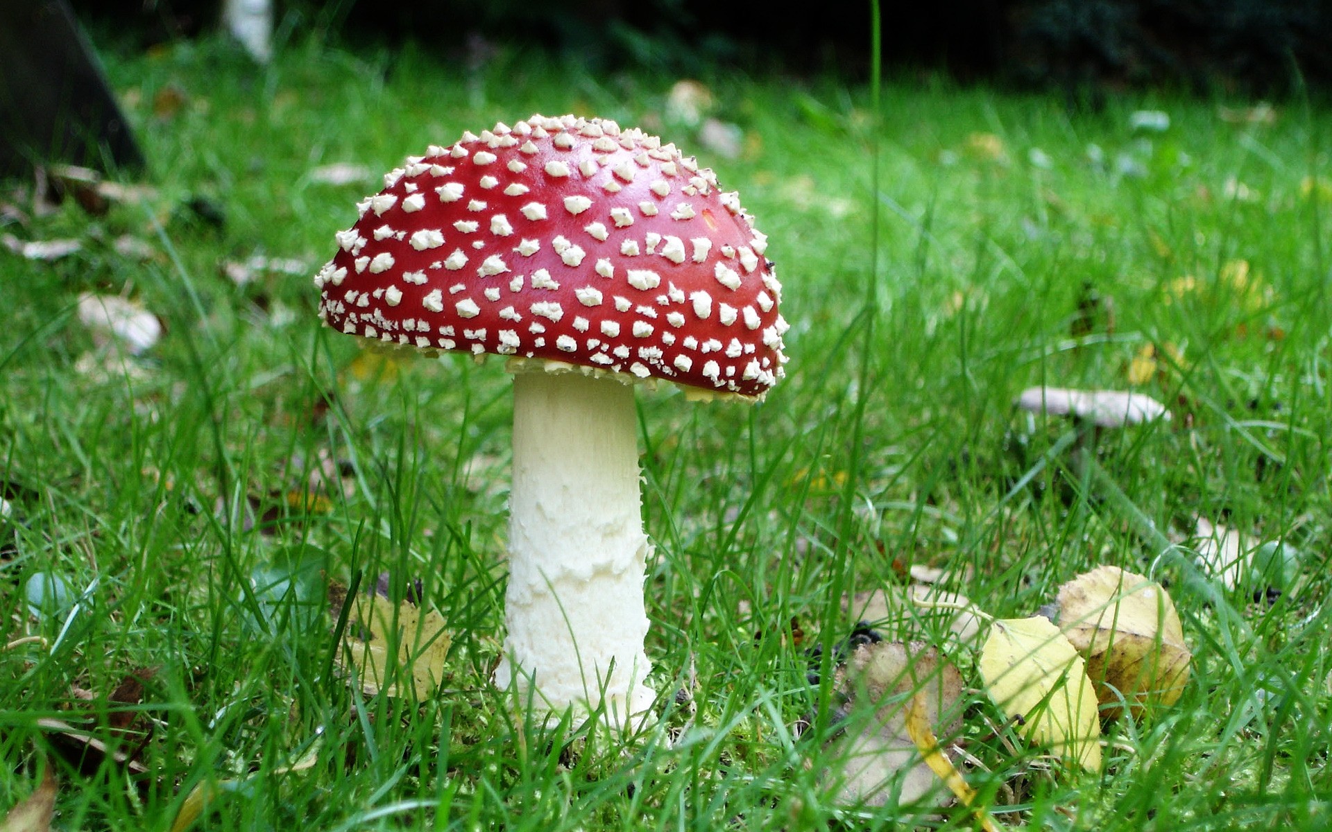 plantes herbe champignon nature champignon automne sauvage à l extérieur été saison toxique champignon bois feuille foin flore