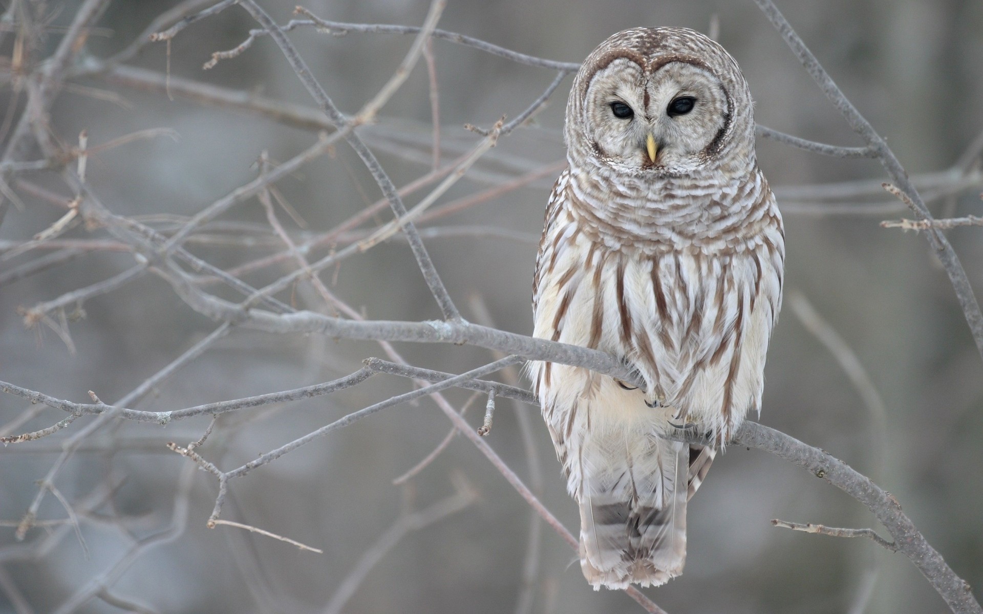 búho pájaro naturaleza vida silvestre animal primer plano invierno salvaje