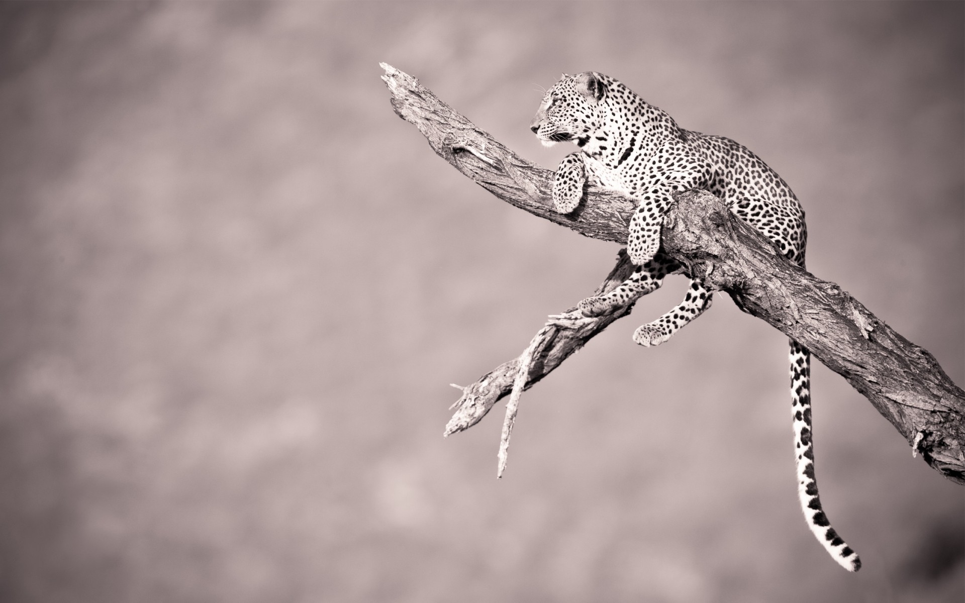 animals wildlife nature animal portrait leopard