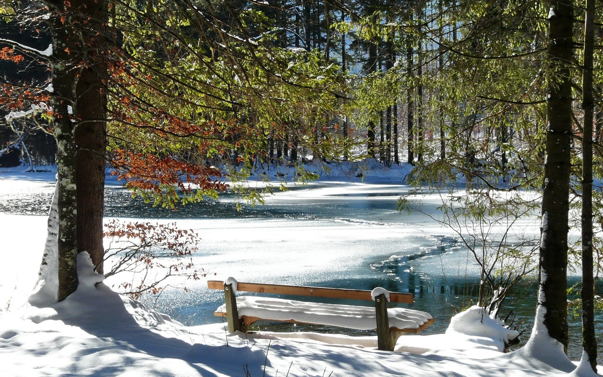 inverno neve albero freddo legno gelo stagione paesaggio scenico congelato natura ghiaccio all aperto tempo bel tempo scena neve-bianco parco paesaggio lago