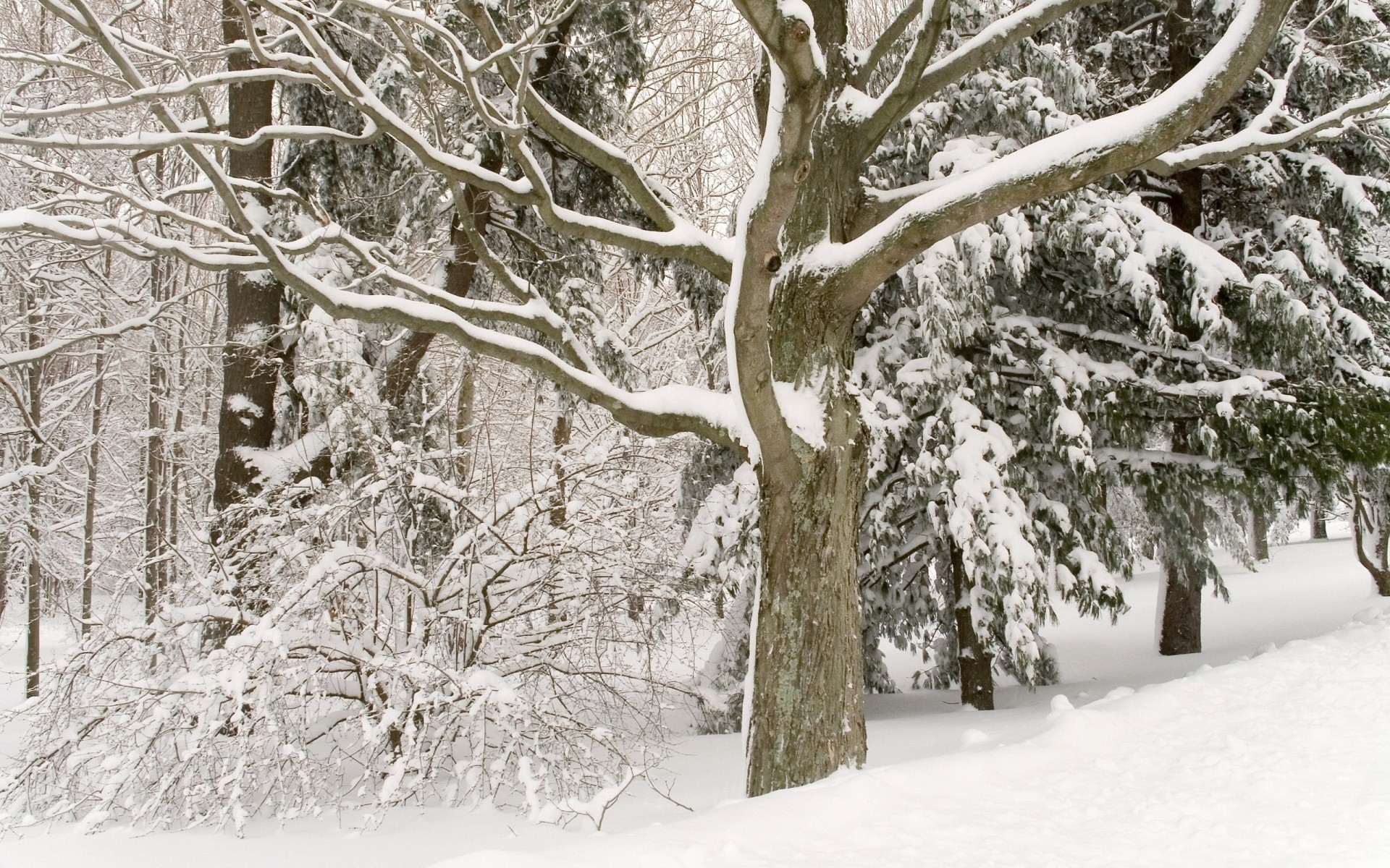 hiver neige gel froid bois bois branche saison congelés météo glace paysage nature neige-blanc givré tempête de neige scène paysage fond