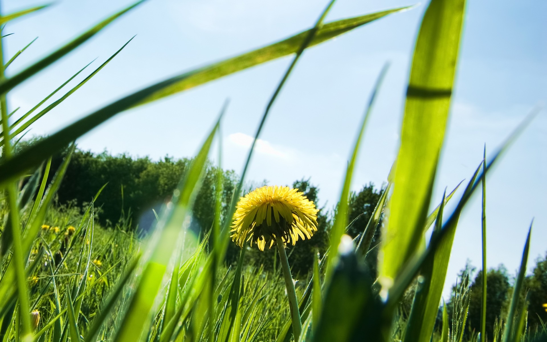 kwiaty trawa wzrost natura flora pole liść środowisko sianokosy lato ogród dobra pogoda wiejski trawnik słońce na zewnątrz świeżość łuska bujny świt