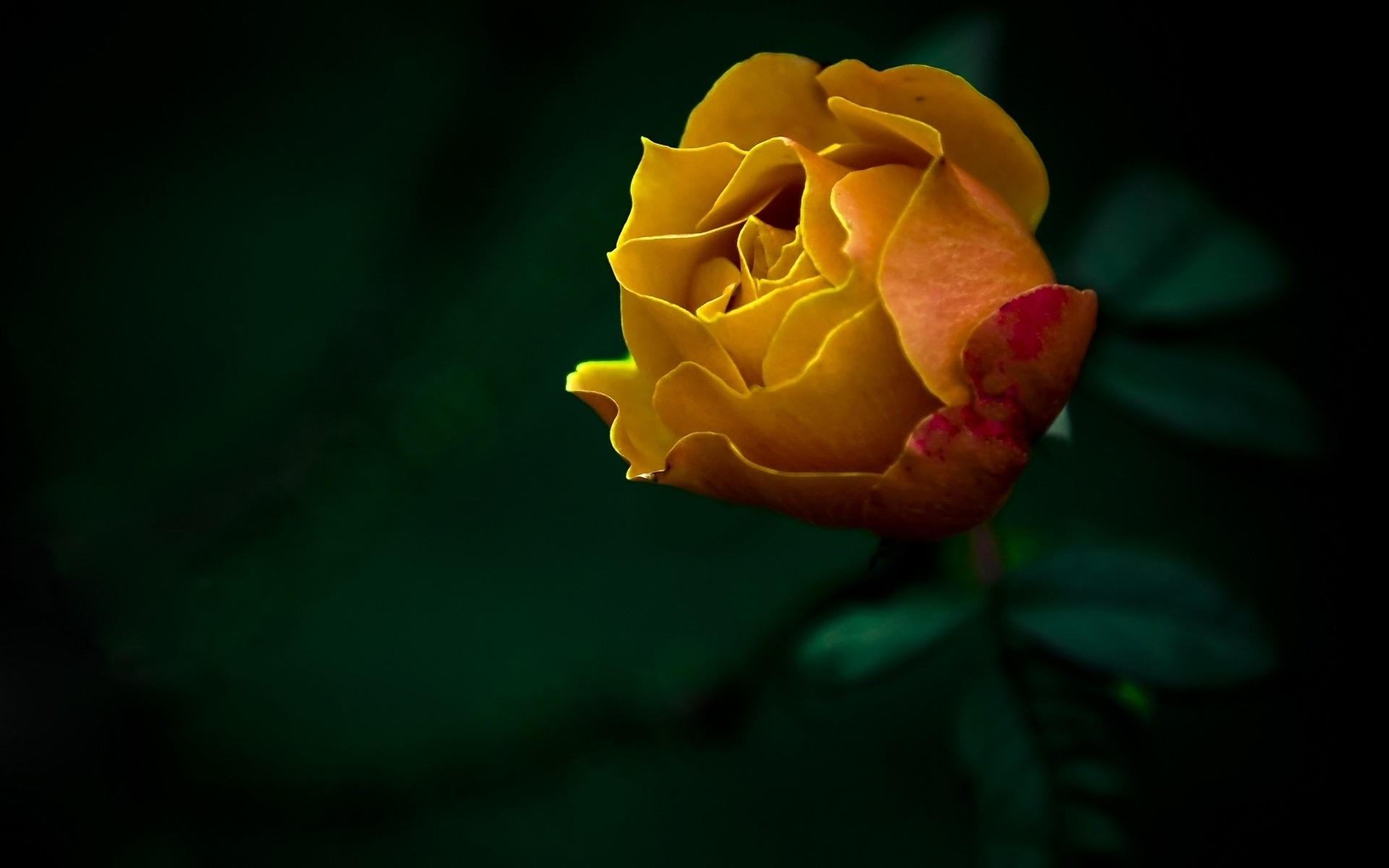 blumen blume natur blatt rose flora blütenblatt sommer garten liebe im freien farbe hell blumen unschärfe sanft romantik desktop blühen hintergrund