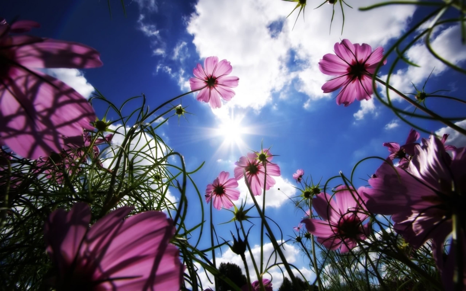 blumen blume natur flora sommer feld gras farbe garten sonne blumen heuhaufen schön blatt landschaft hintergrund