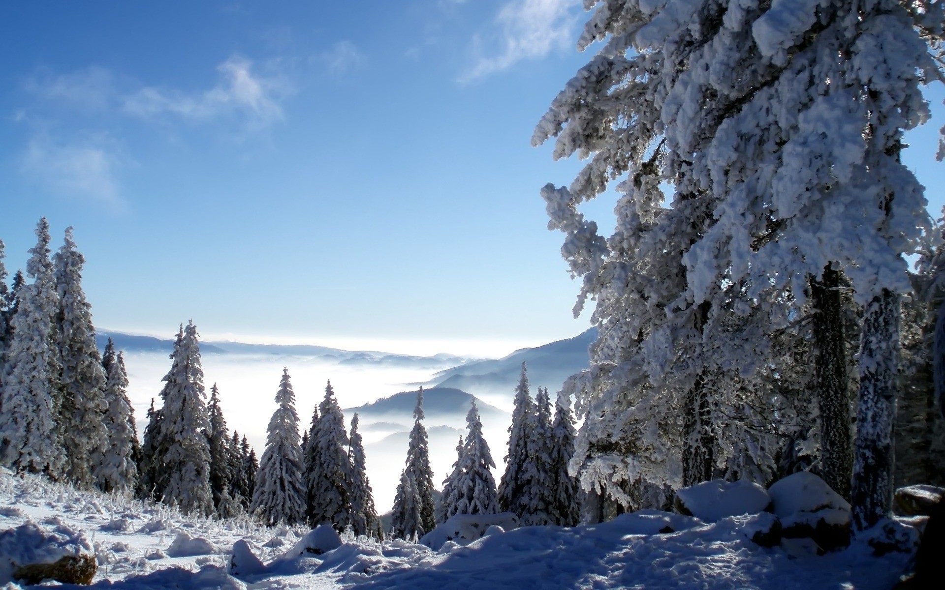 hiver neige froid gel bois glace montagnes bois evergreen congelés pin conifères sapin nature paysage scénique saison neigeux à l extérieur paysage fond