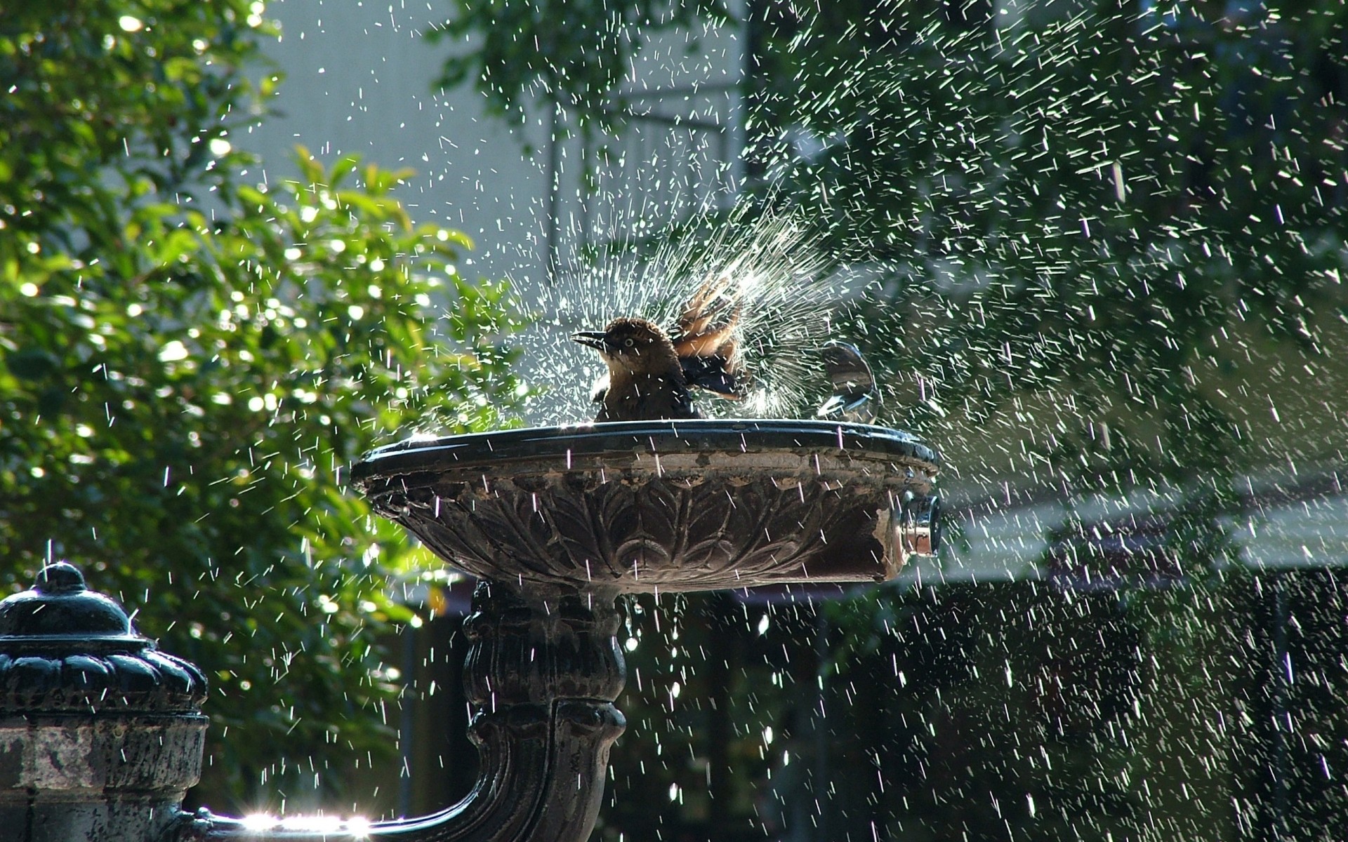 aves água fonte ao ar livre natureza jardim pássaro chuva parque verão árvore molhado viagem vida selvagem folha rio