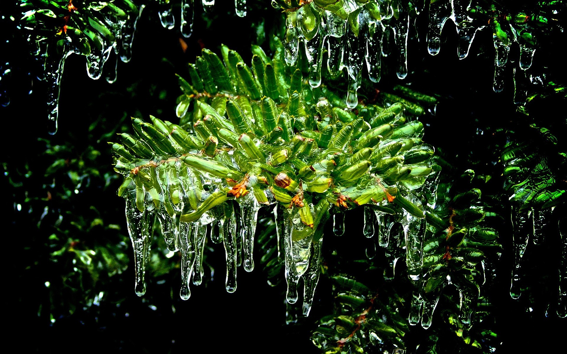 invierno naturaleza hoja flora árbol madera al aire libre rama crecimiento jardín hielo agua congelado