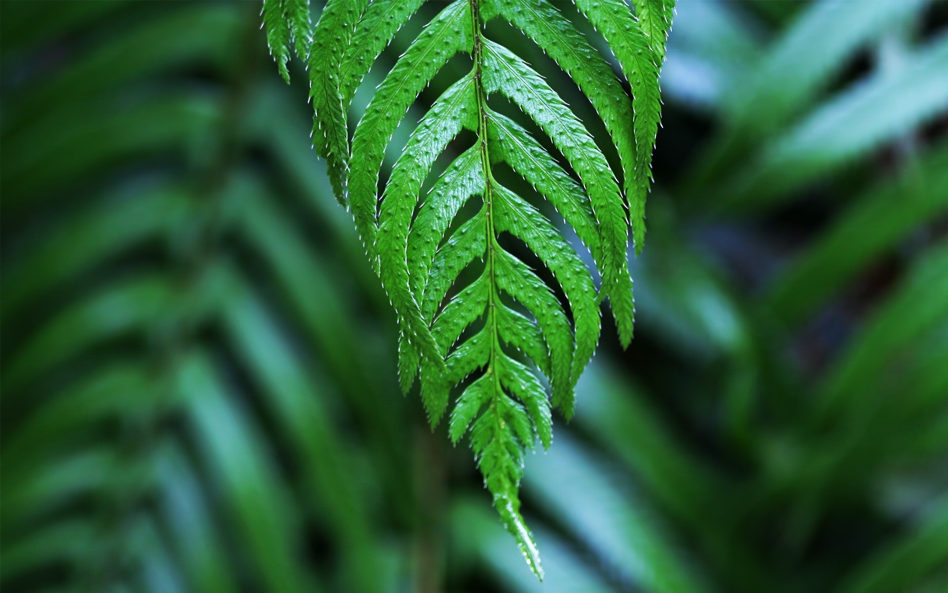 pflanzen blatt flora wachstum natur üppig fern garten umwelt sommer baum frische regen front schließen ökologie im freien farbe botanisch umwelt