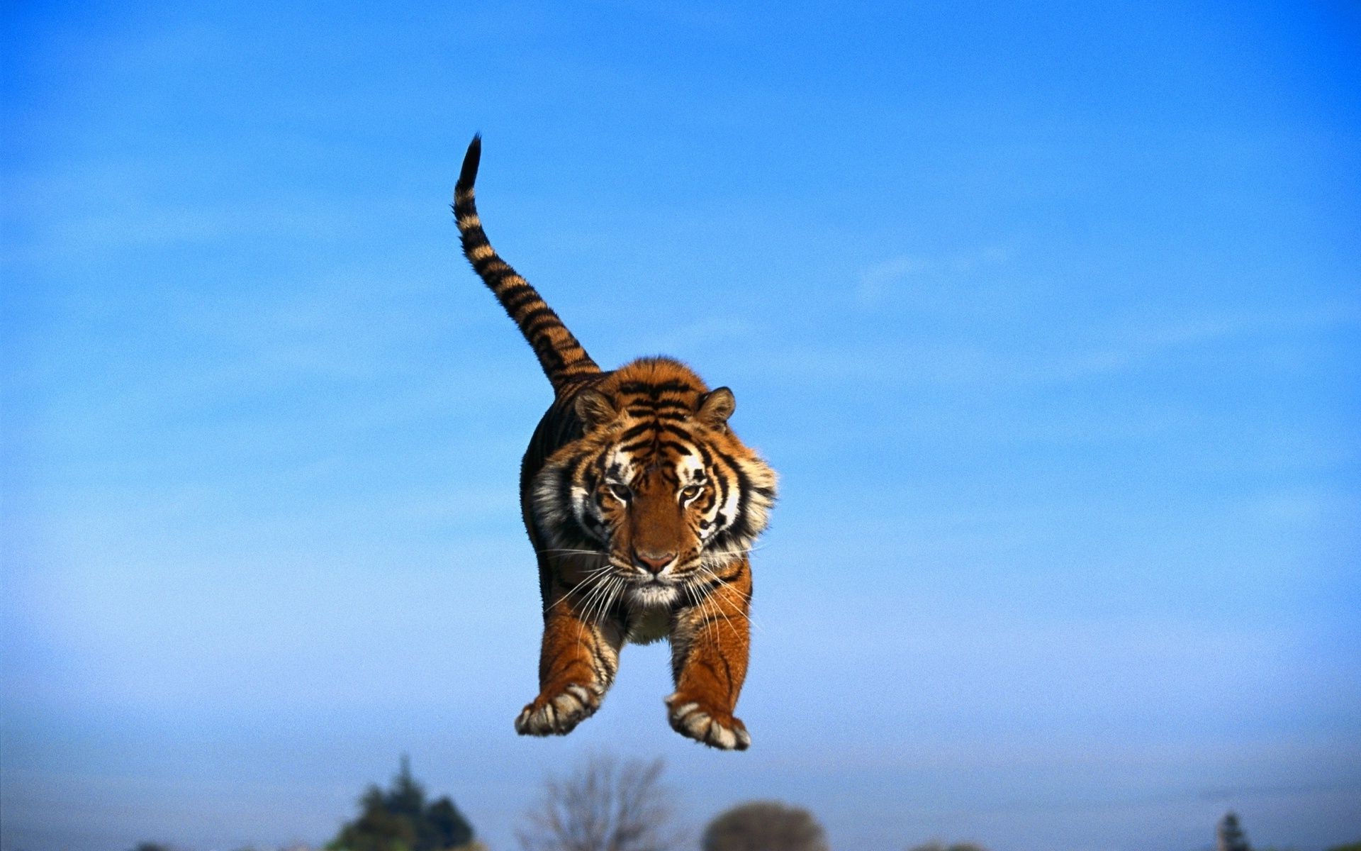 tigers wildlife nature mammal outdoors cat