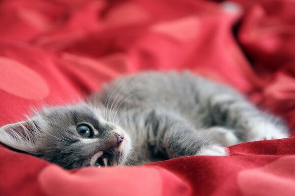 Dream of a cute kitten on a red background