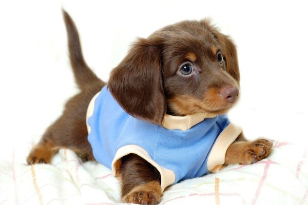 A little puppy in clothes on a pillow