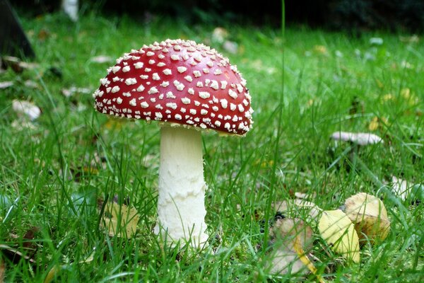 Red mushroom with dots on a white stem