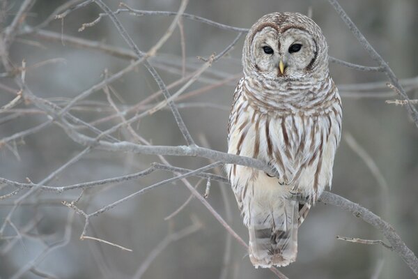 A beautiful owl sits on a branch in winter