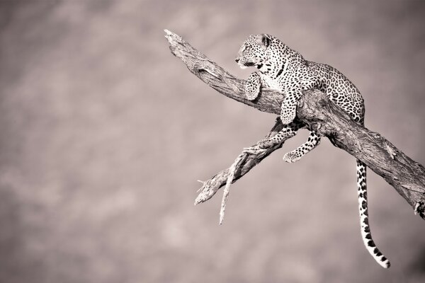 Wildlife Leopard auf einem Baum