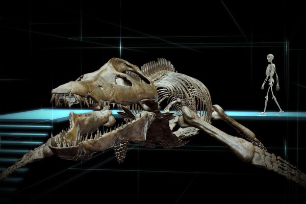 Bones of a waterfowl dinosaur in comparison with a human