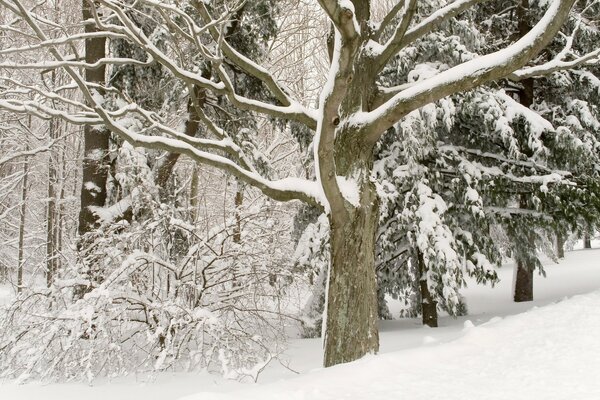 Verschneite Waldlandschaft im Winter