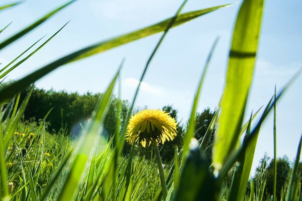 Dandelion surrounded by grass and trees