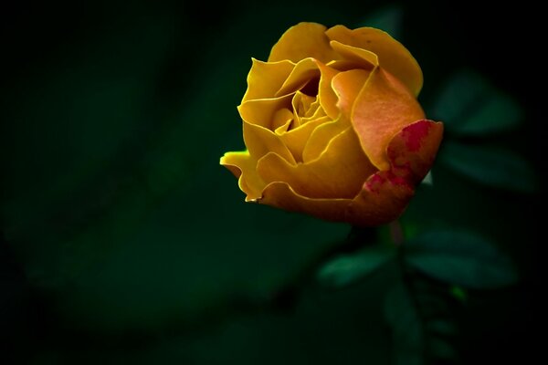 Yellow flower on the desktop