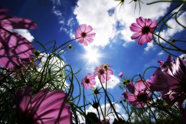 Photos of flowers and sky