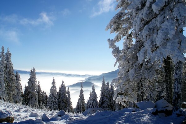 Fresh frosty winter morning