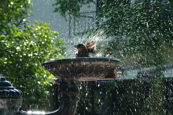 Aves bañándose en la fuente de la calle