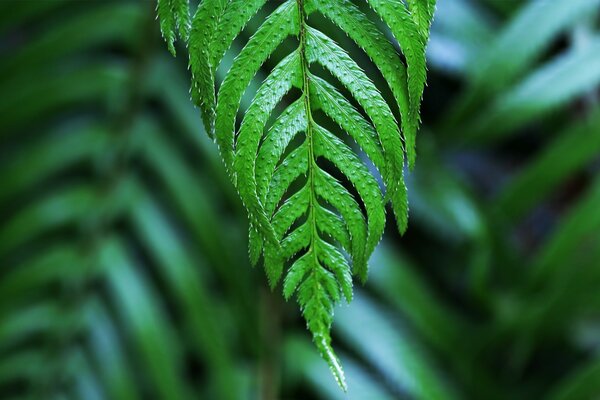 Nature. Green leaves of plants