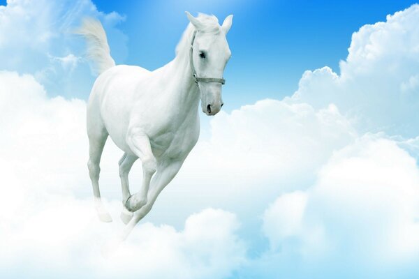 A white horse plows the blue sky