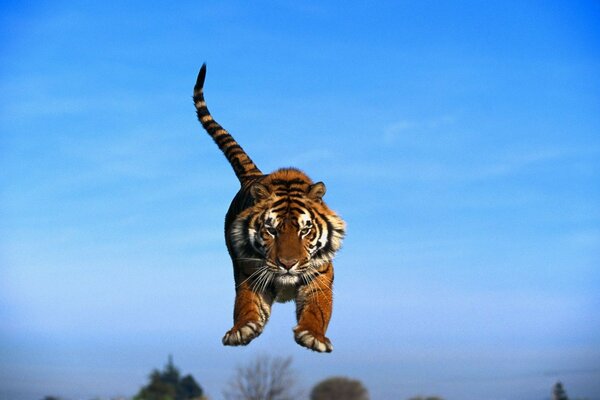 A little tiger cub on a blue background