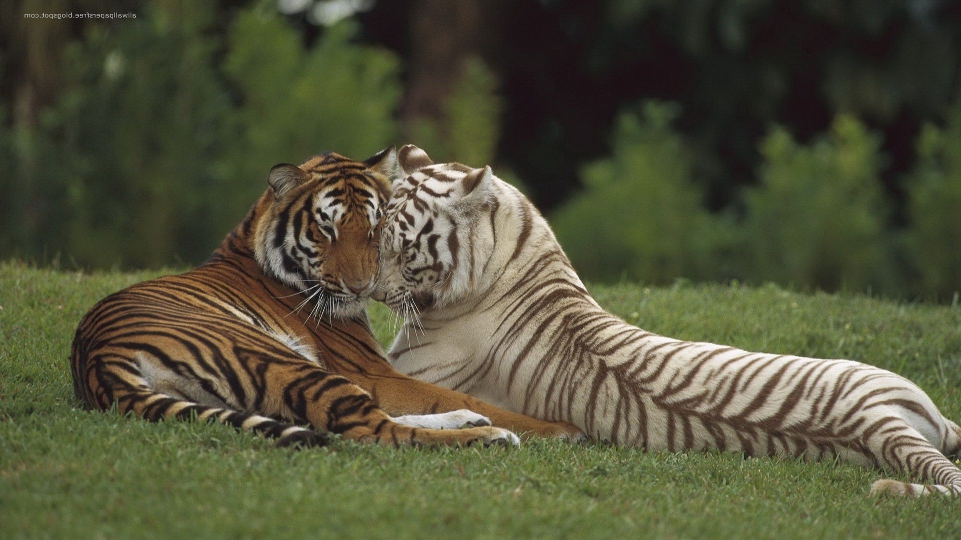 tiger tiger tierwelt säugetier katze streifen wild dschungel jäger zoo tier natur groß aggression safari raubtier gefahr fleischesser pelz jagd