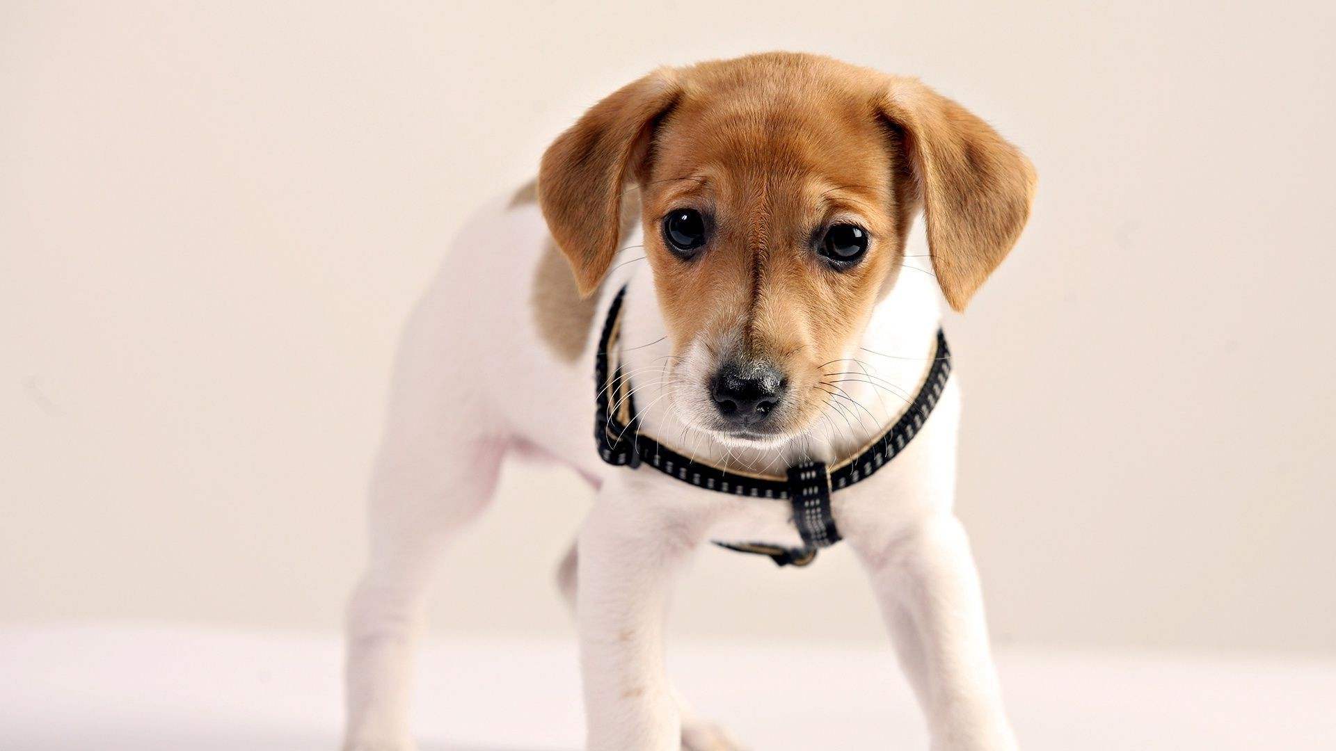 chien chien animal de compagnie mignon chiot cynologue mammifère animal petit portrait