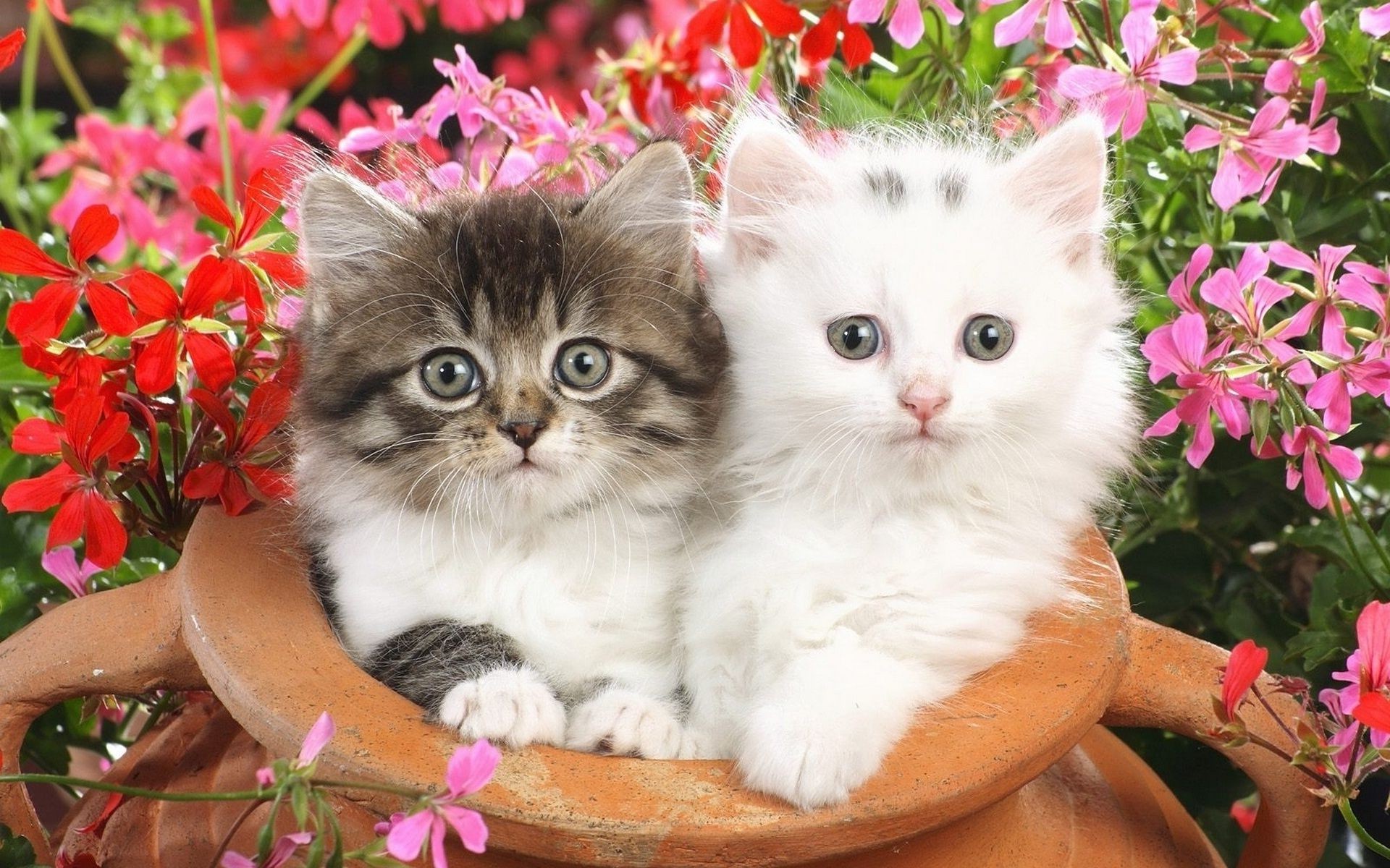 природа животные кот цветы белый загрузить