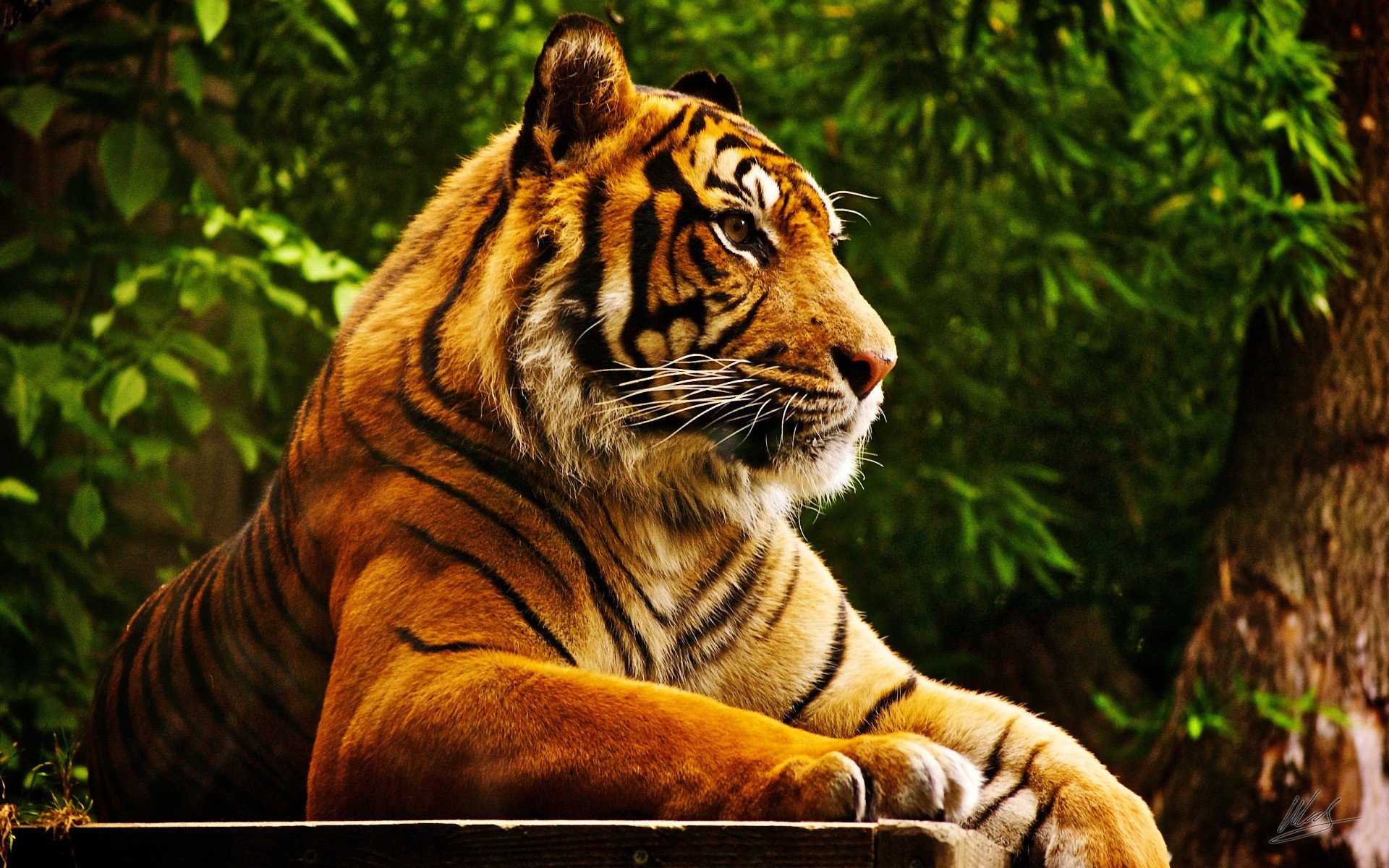 animali tigre gatto giungla fauna selvatica predatore cacciatore grande mammifero pericolo natura animale selvaggio safari zoo mangiatore di carne pelliccia arrabbiato ritratto caccia guardando