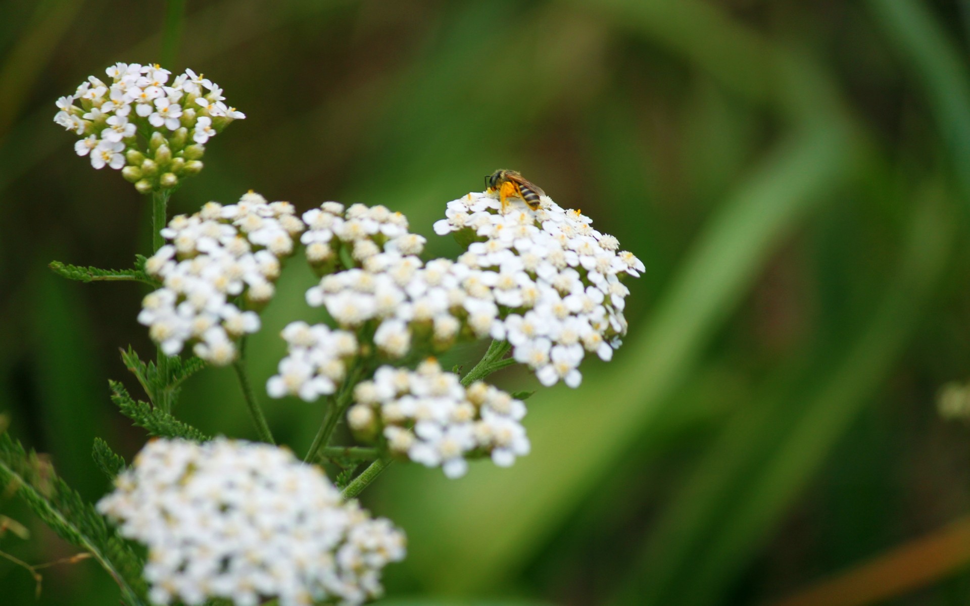 flowers nature flower flora leaf summer close-up garden outdoors wild season grass hayfield color insect bright field bee