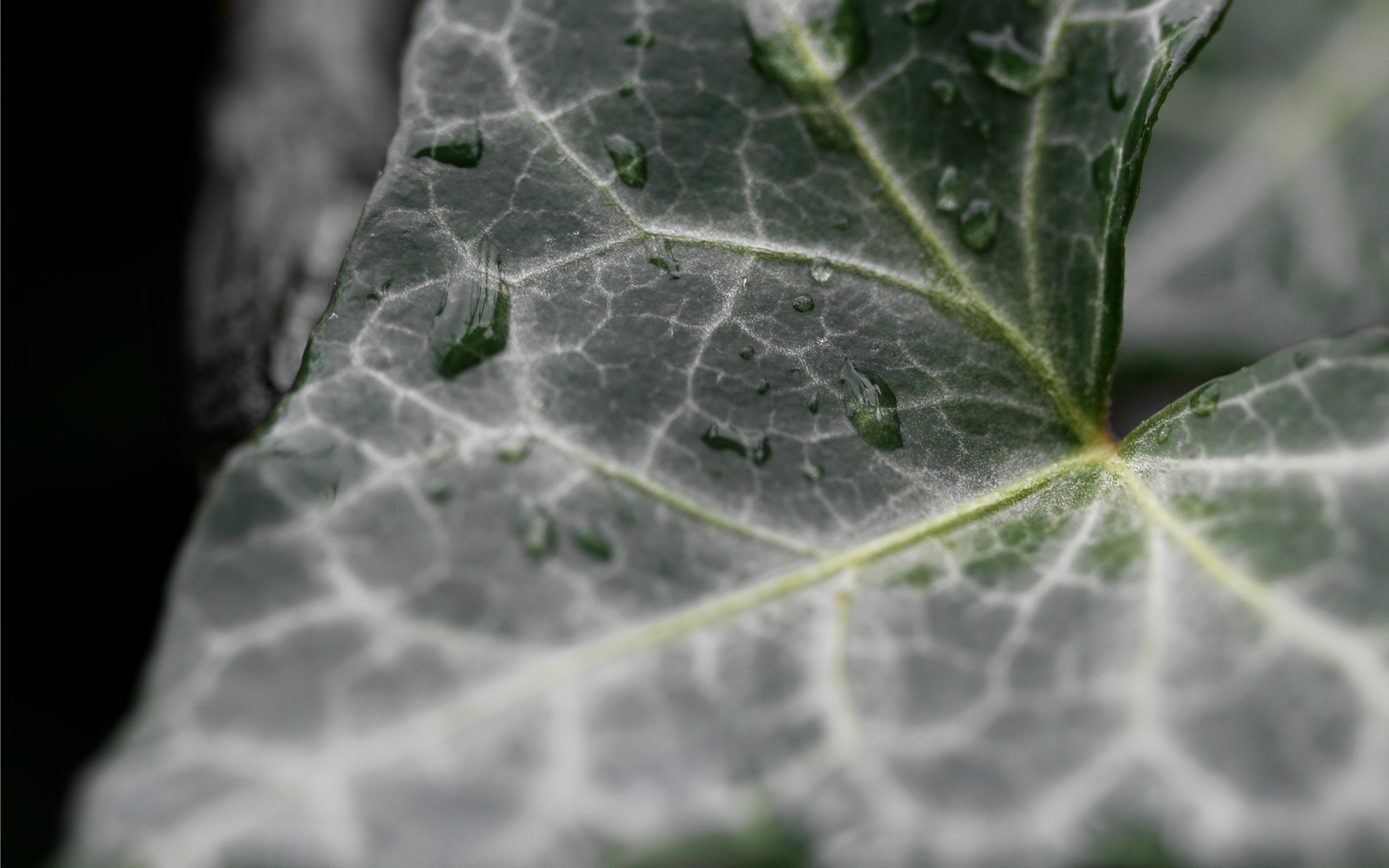 plants leaf flora nature growth dew garden close-up outdoors drop rain summer bright desktop environment wet color close freshness