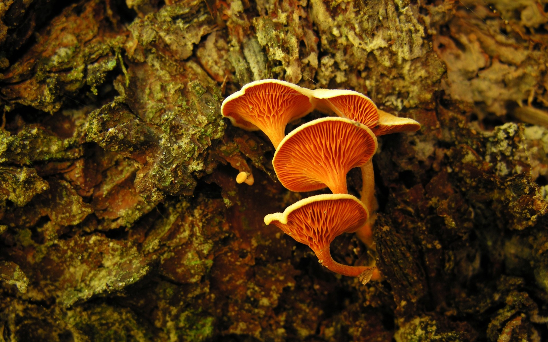 rośliny grzyb grzyb jesień natura trucizna muchomory drewno mech na zewnątrz światło dzienne toksyczne jedzenie