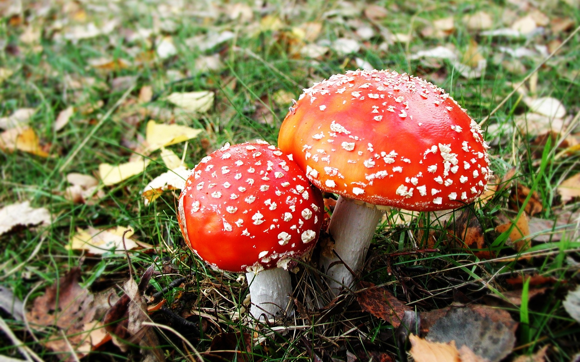 plants mushroom fungus toadstool fall nature season grass poison wood toxic edible close-up food boletus cap wild leaf outdoors mushrooms