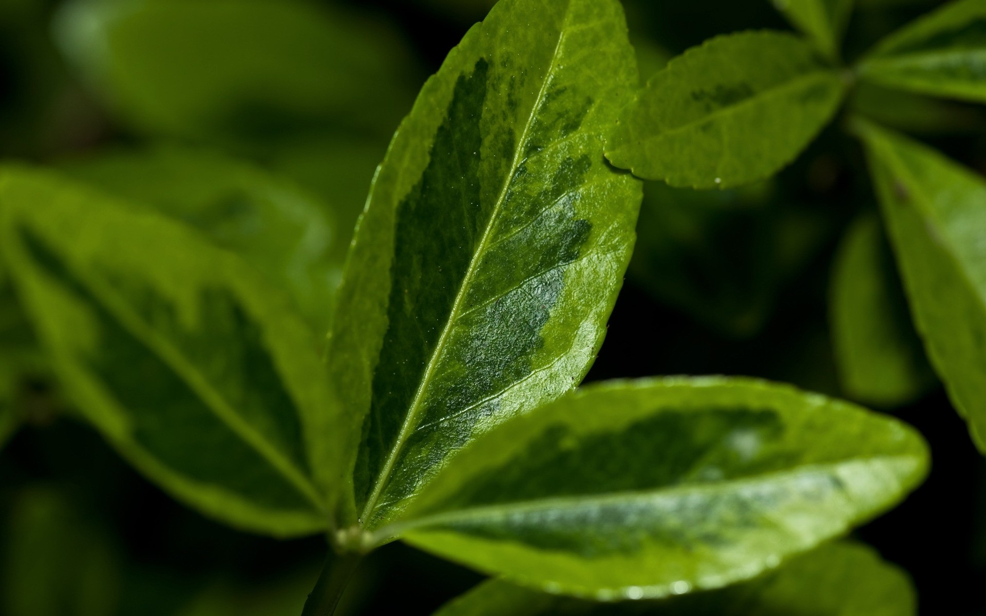 plantas folha flora natureza crescimento chuva close-up comida frescura verde