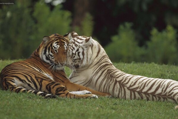 In natura, anche un predatore è gentile