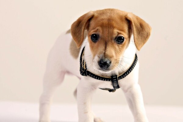 Chien mignon avec des yeux tristes