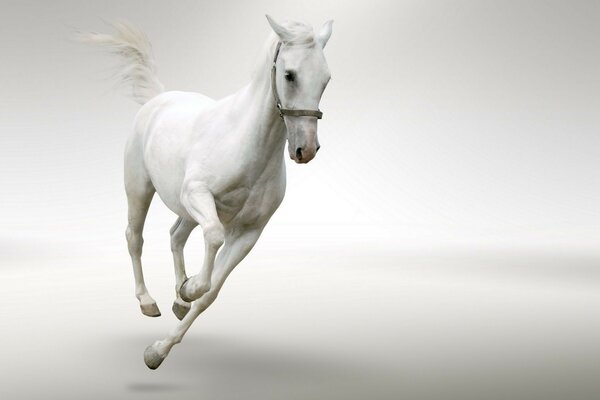 Graceful running horse beauty