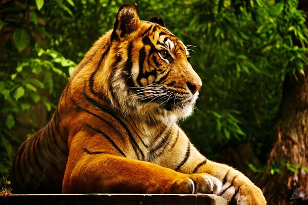 Importante tigre della fauna selvatica