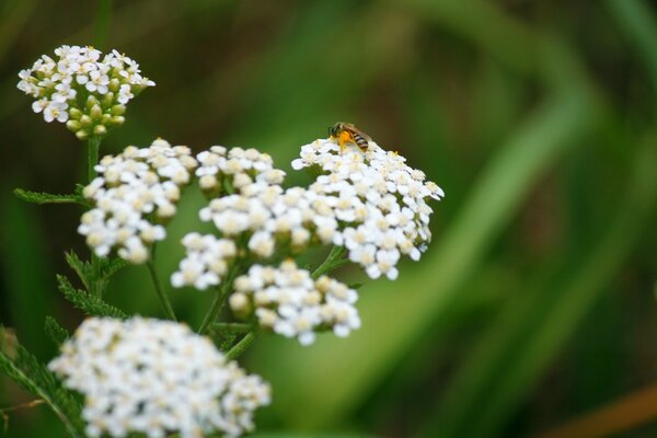 A bee on flowers. Amazing nature