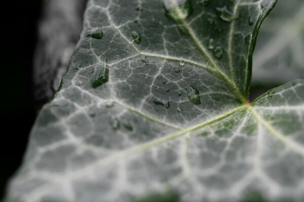 Morning dew on a green leaf