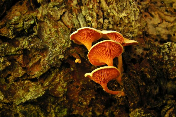 Rote Herbstpilze auf einem Baumstumpf