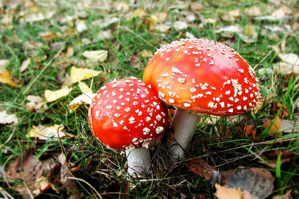 Due Amanita in autunno in una radura