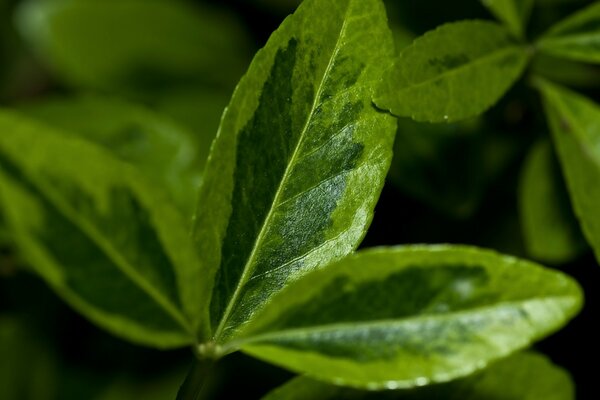 Flore. Feuilles vertes des plantes