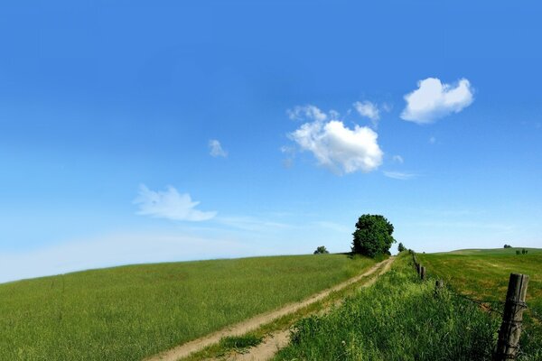 Beau paysage d été avec beaucoup d herbe